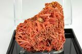 Bright Orange Crocoite Crystal Cluster - Tasmania #206944-1